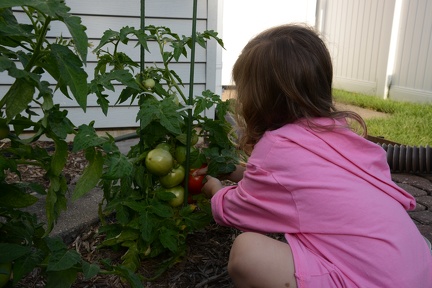 Grete picking the first tomato from the garden1